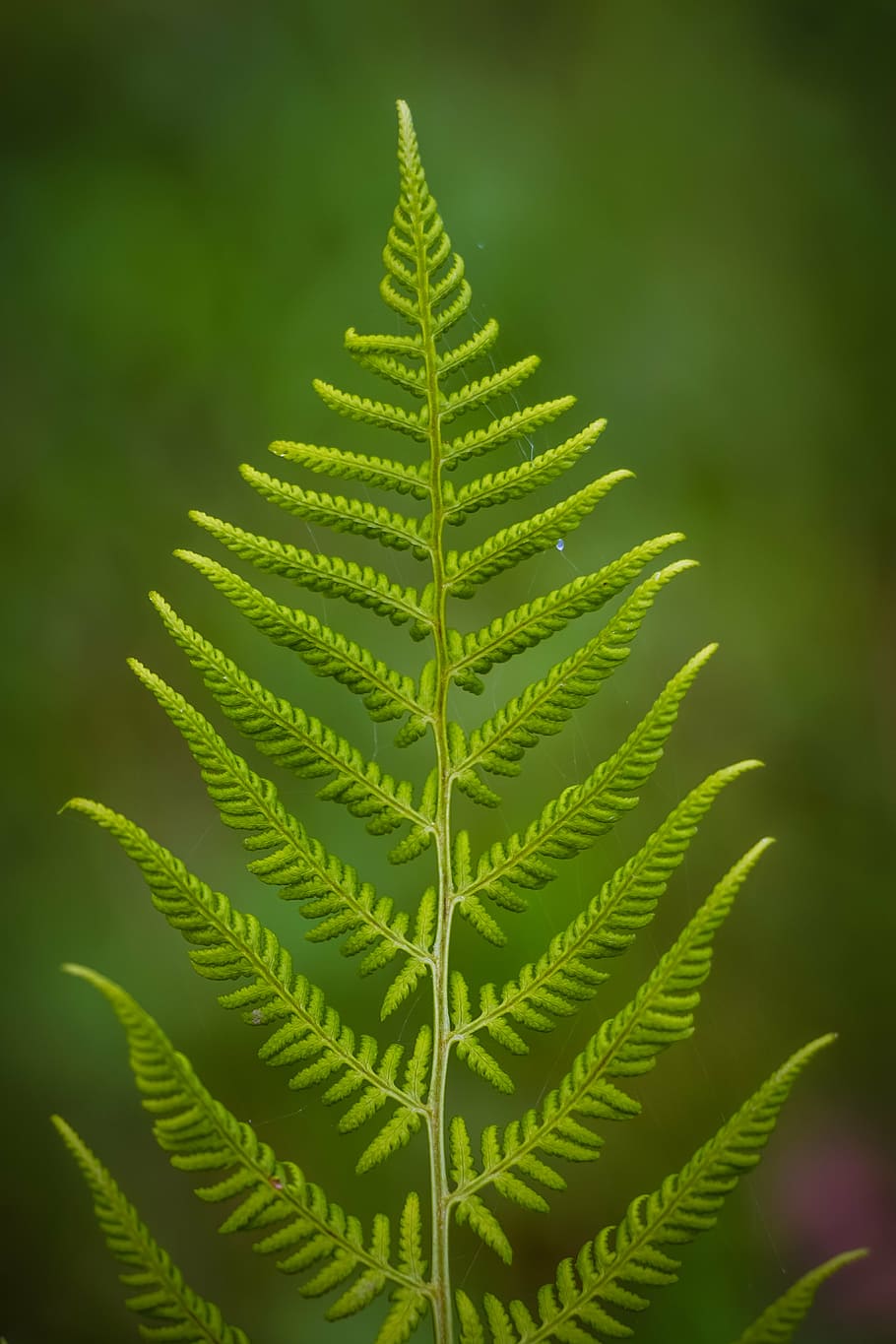 closeup photo of green fern plant, photosynthesis, leaves, nature