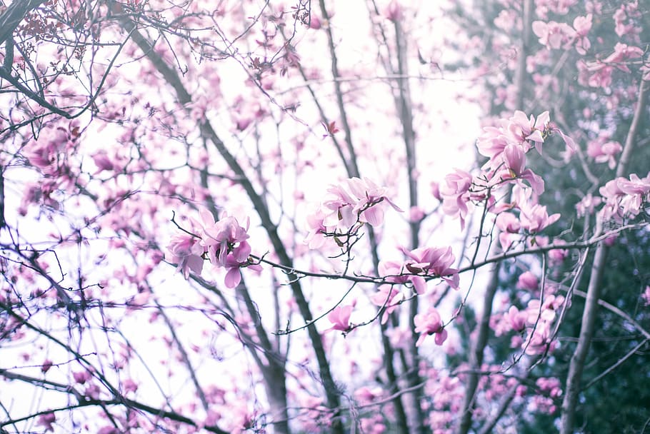 pink petaled flowers at daytime, pink flowers on tree branches HD wallpaper