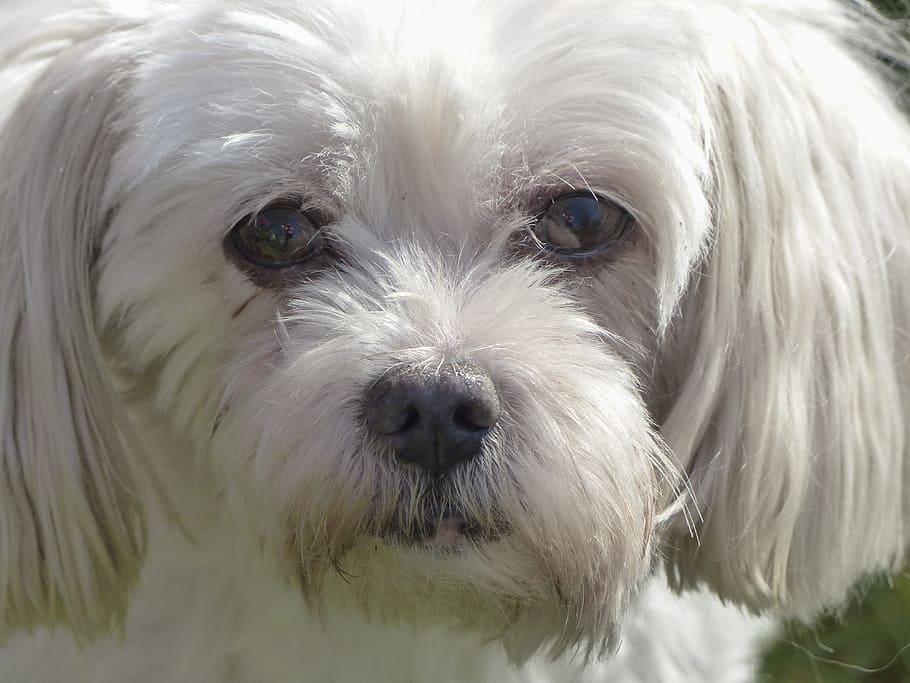 adult white Maltese close-up photo, coton de tular, terrier, dog