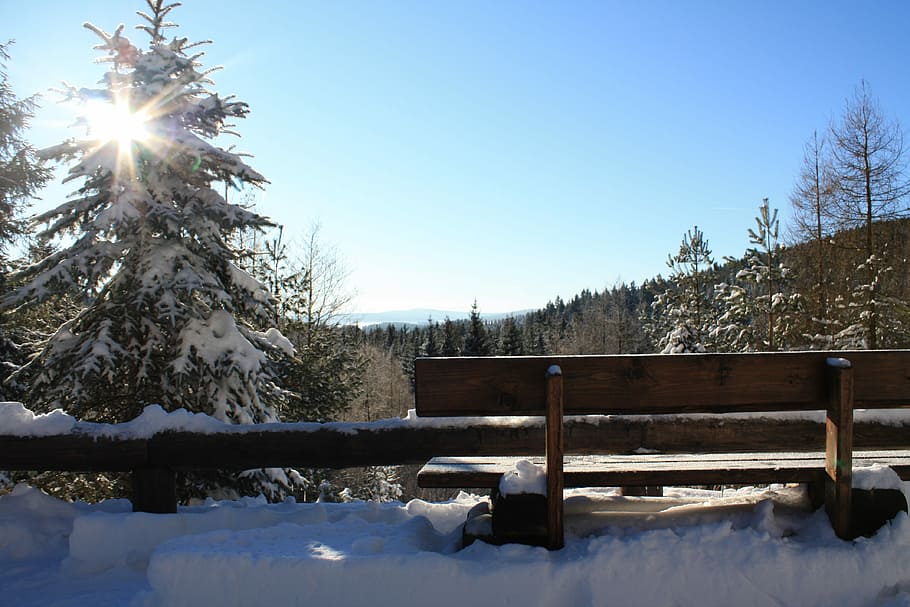 Forest, Wintry, winter, winter forest, snowy, lighting, mountains HD wallpaper