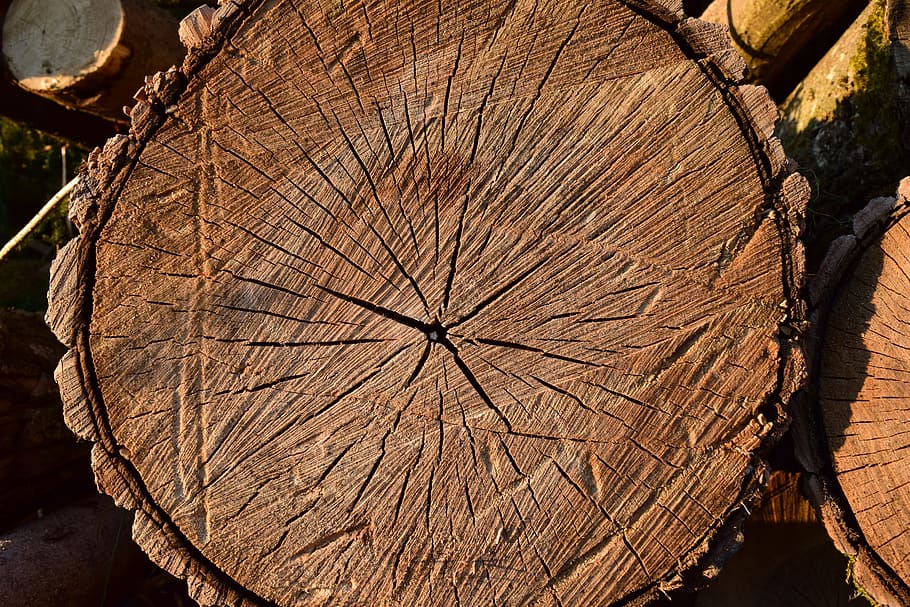 wood, log, nature, tree trunks, background, old wood, cured wood HD wallpaper