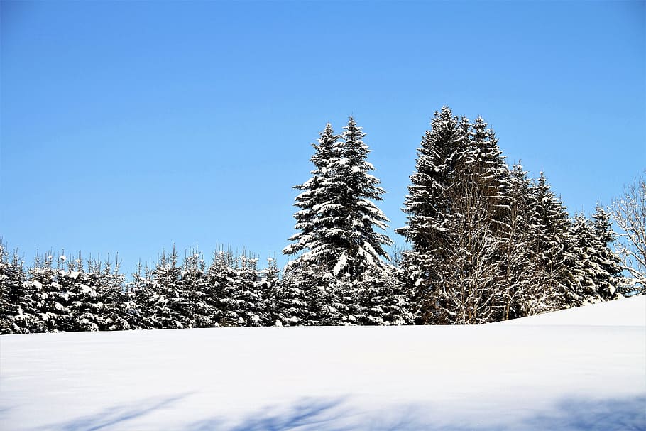 trees covered with snow, winter, landscape, wintry, cold, frost HD wallpaper
