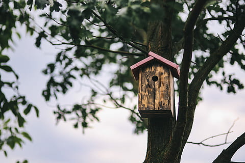 Birdhouse on a Tree, box, wooden, animal Nest, nature, wood - Material HD wallpaper
