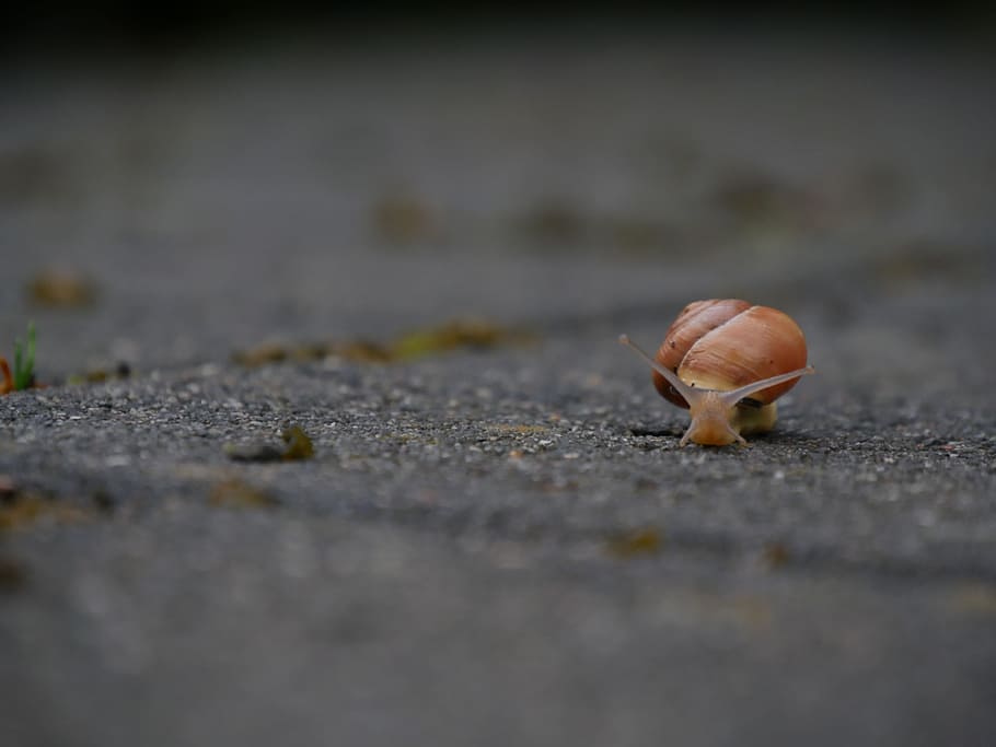 snail, slowly, shell, animal, mollusk, nature, spiral, crawl HD wallpaper