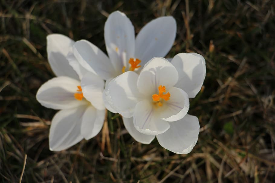 crocus, white, spring, nature, plant, flower, march, flowering plant HD wallpaper