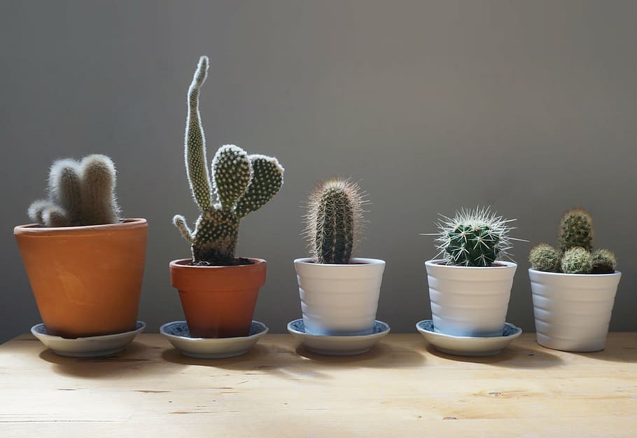 five green cacti align to each other, cactus, plants, home, table