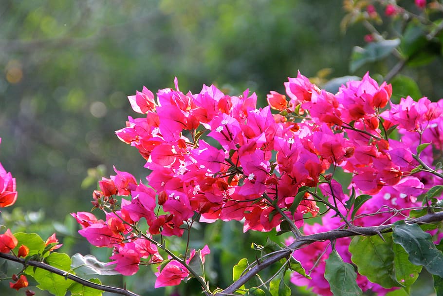 flower, blossom, bloom, spring, plant, summer flower, flowering plant HD wallpaper