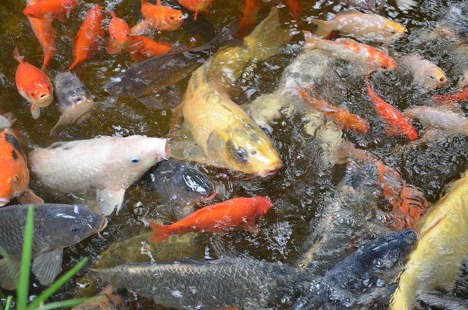 fish, carp, scale, pond, fins, scales, species, koi, swim, group of animals HD wallpaper