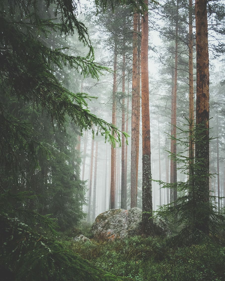 Moody forest, green leaf trees at daytime, mist, misty, rain HD wallpaper