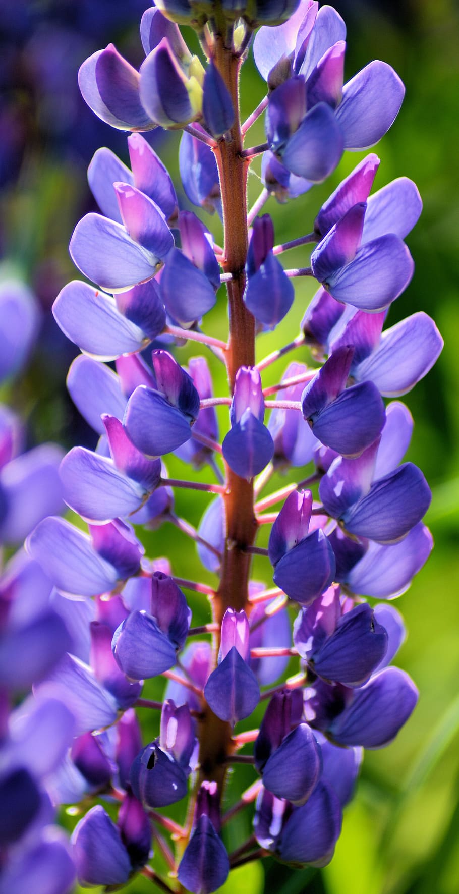 Flowers, Nature, Meadows, Field, plants, spring, purple, beauty In Nature HD wallpaper