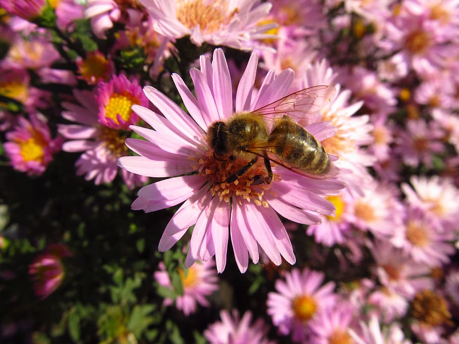 honey bee, flower, fly, macro, close, flowering plant, animal HD wallpaper