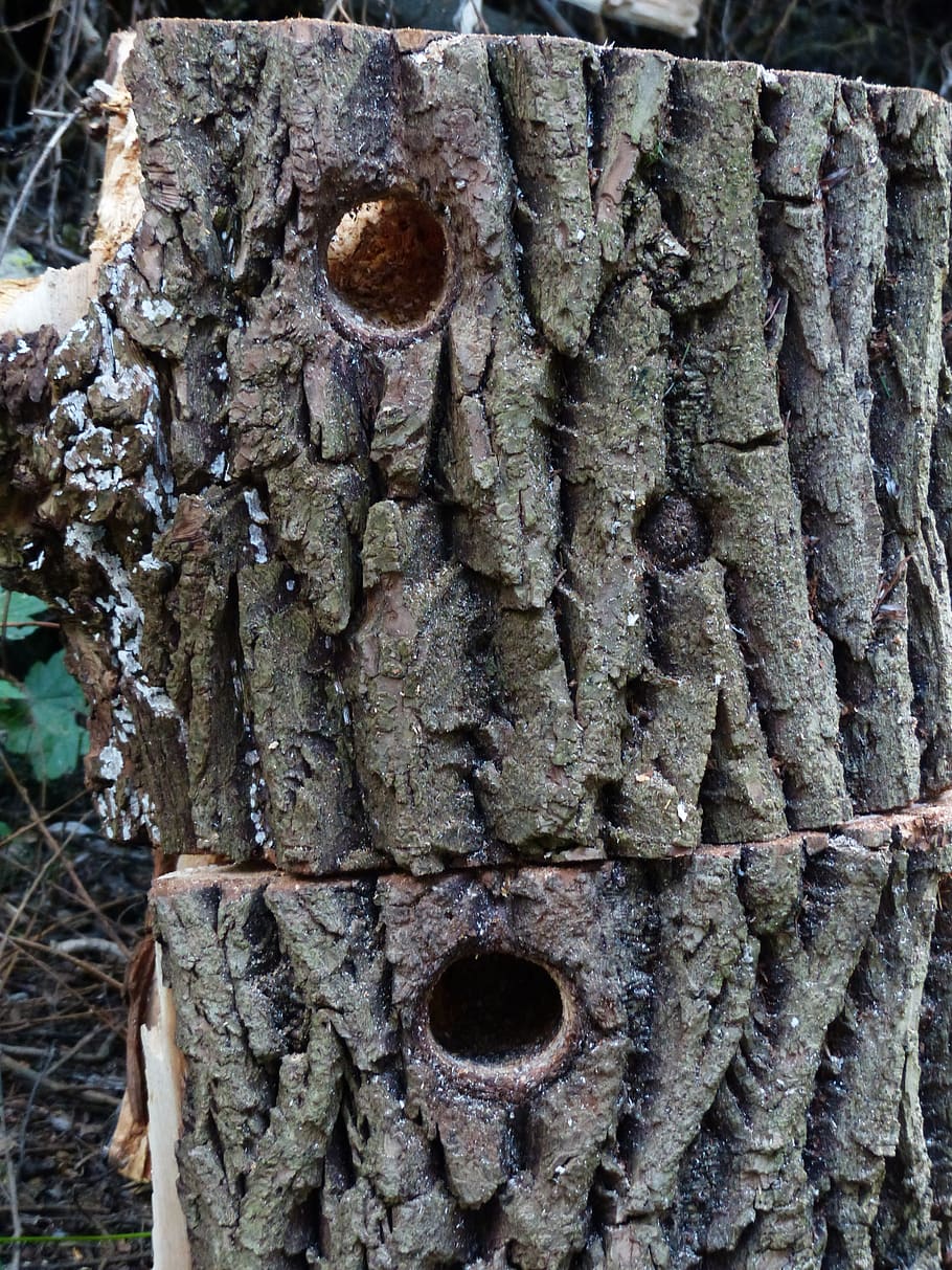 hole, woodpecker hole, woodpecker cave, bird's nest, aviary, HD wallpaper