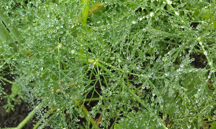 horsetail, rosa, grass, drops, green, greens, summer, macro HD wallpaper