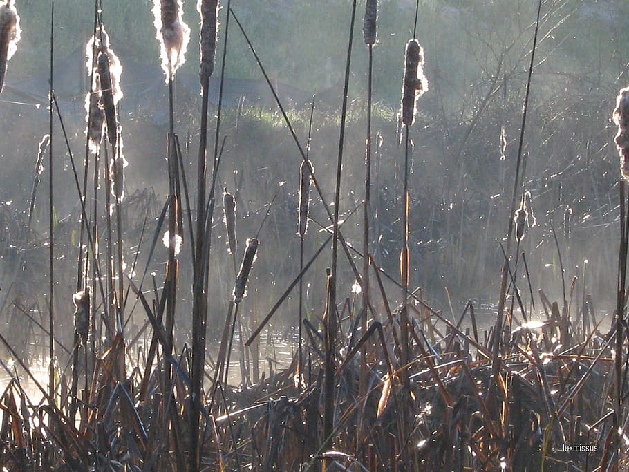cattails, typha, plants, tall, reeds, marsh, brown, tiny, cylindrical