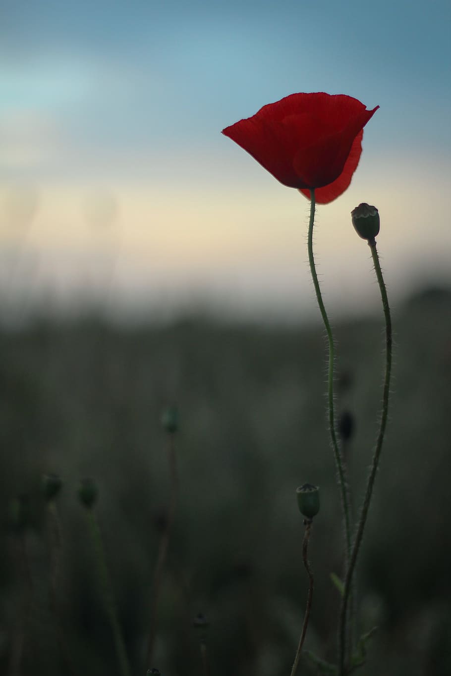 close-up photo of red petaled flower, poppy, scotland, summer