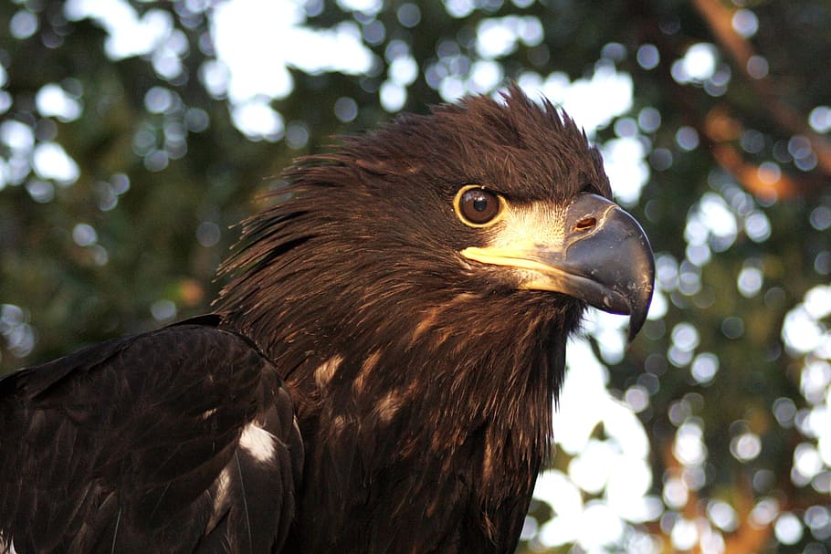 bald eagle, immature, portrait, beak, head, wildlife, nature HD wallpaper