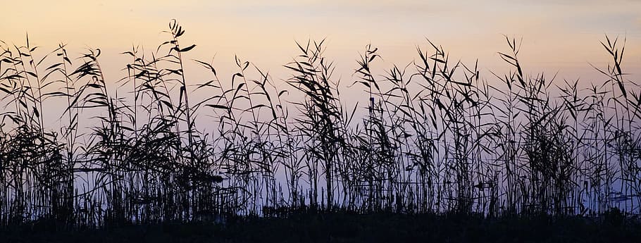 landscape photography of grass field under golden hour, reed HD wallpaper