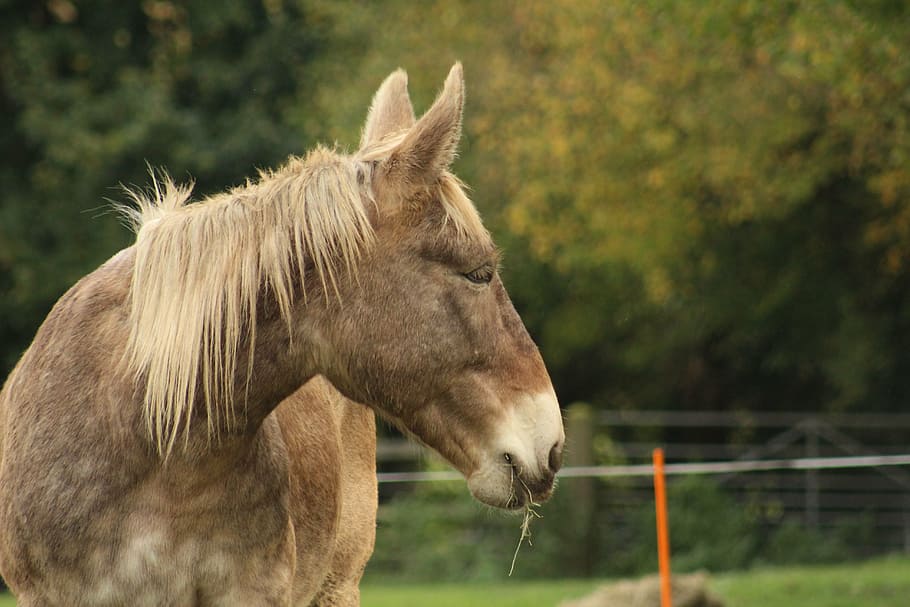 mule, draft, draught, comtois, big, silver dapple, headshot HD wallpaper