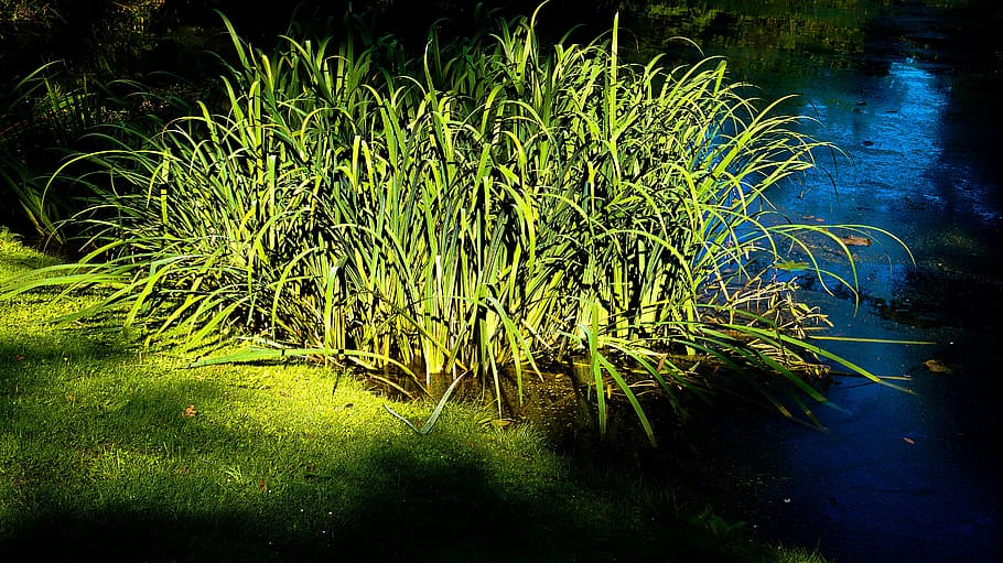 reed, pond shore, summer, plant, growth, green color, nature HD wallpaper