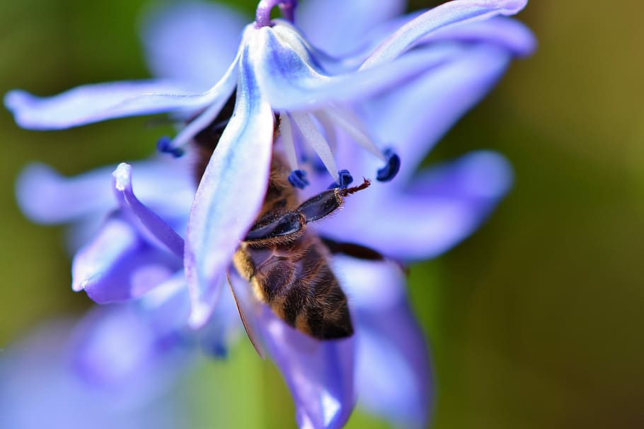 selective focus photo of honeybee in purple petaled flower, honey bee