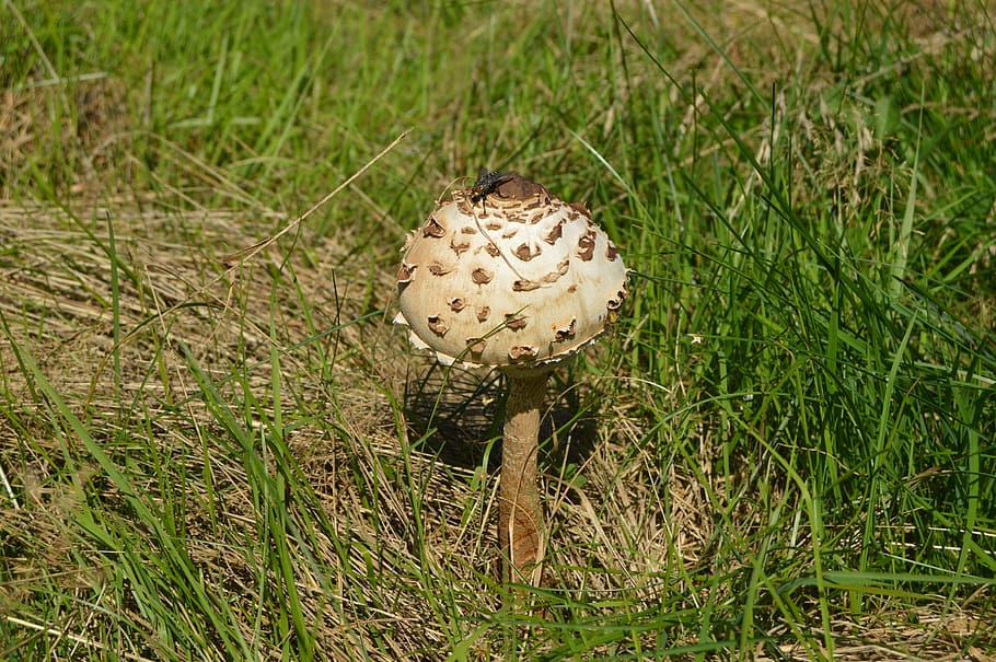 Fungus, Grass, Meadow, Fly, summer, parasol mushroom, nature HD wallpaper