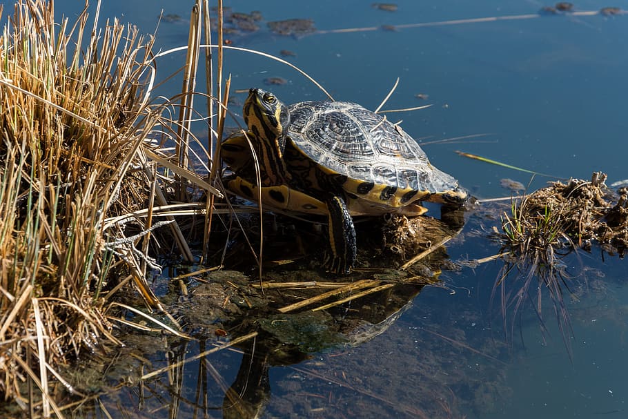 Turtle, Lake, Reed, Water, one animal, animals in the wild HD wallpaper