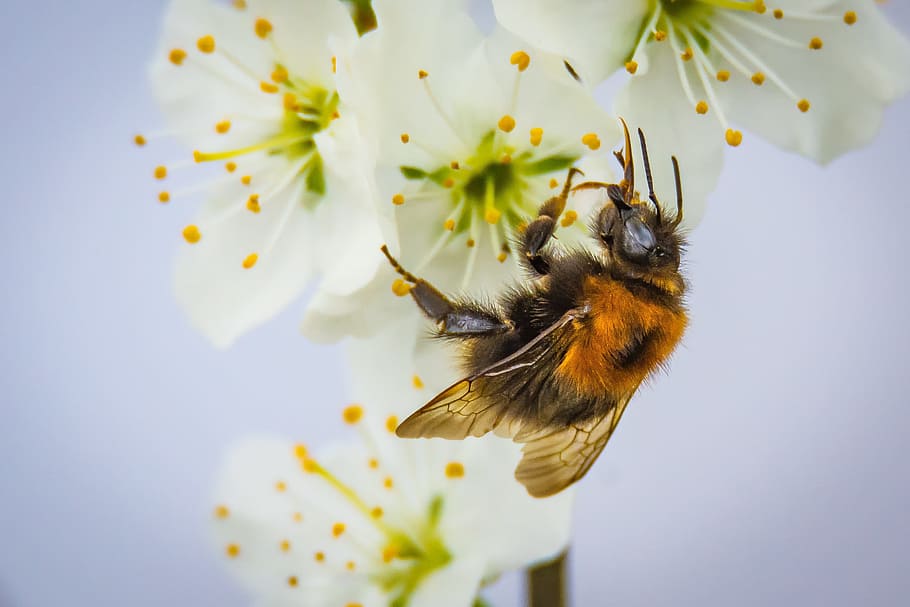 nature, flowers, summer, garden, animal, beautiful, bee, bloom HD wallpaper