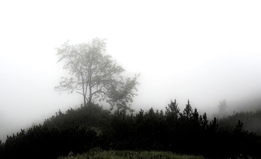 fog, mystical, forest, mood, unterberg, mysterious, gespenstig, HD wallpaper