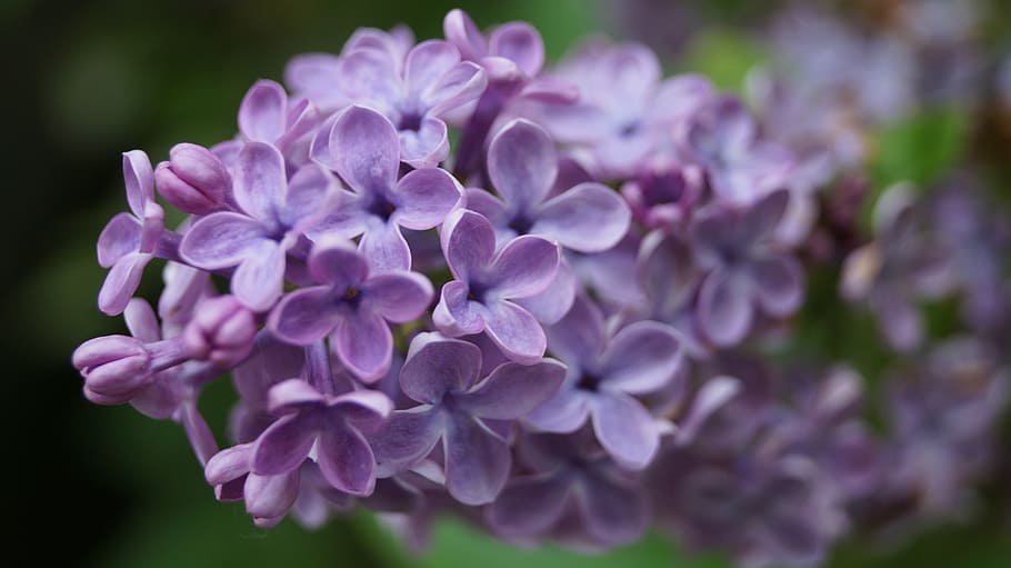 selective focus photography of purple petaled flowers at daytime HD wallpaper