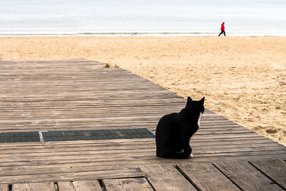 black and white cat standing on porch near beach, Seashore HD wallpaper