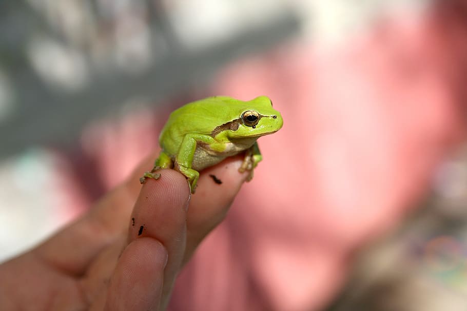 frog, hand, animal, green, human hand, human body part, one animal HD wallpaper
