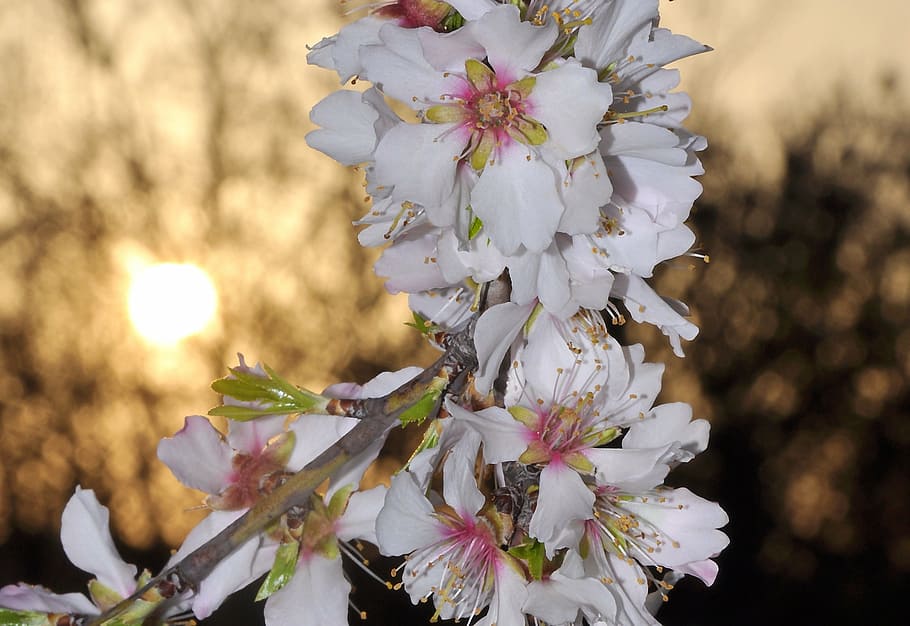 almond, flowering tree, spring, blossom, fragility, springtime HD wallpaper