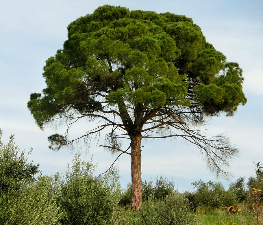 pine, conifer, tree, mediterranean, green, nature, plant, growth HD wallpaper