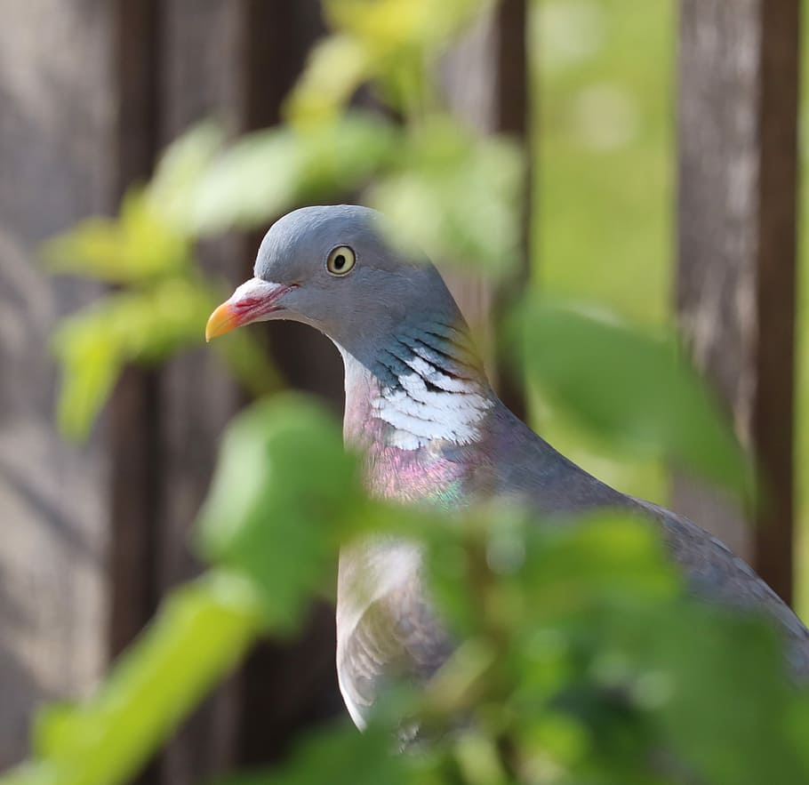 Pigeon, Bird, Close, Head, one animal, animal themes, animals in the wild HD wallpaper