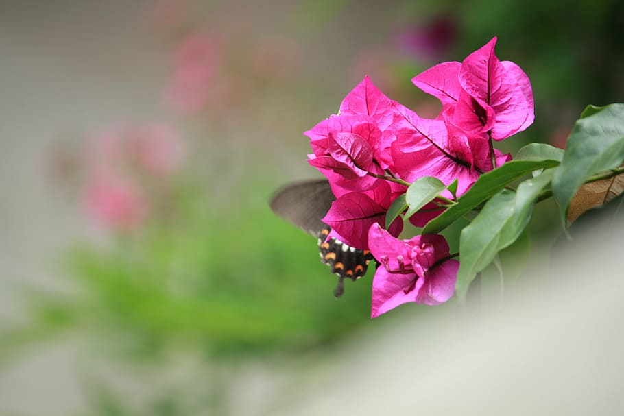 butterfly, dance, beautiful, insect, pink, flower, flowering plant HD wallpaper