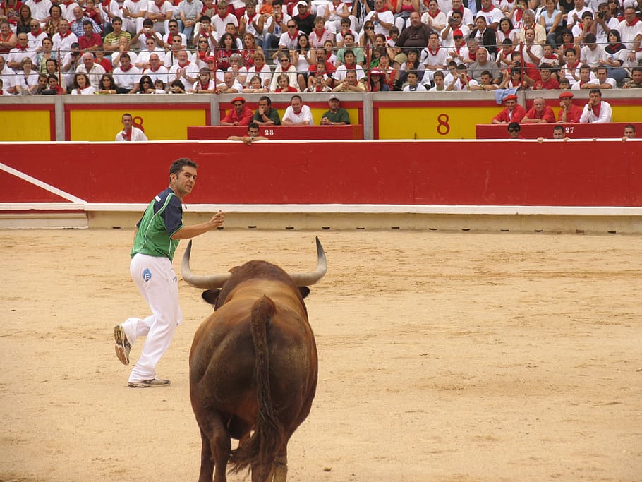 toro, trimmers, bullring, domestic animals, livestock, real people HD wallpaper