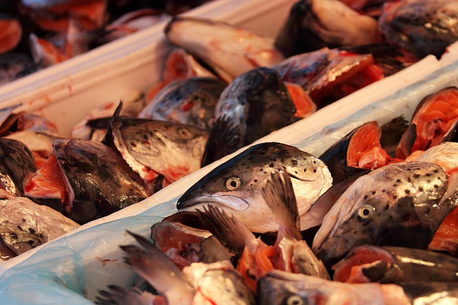 slices of fish on white plastic container, Animal, Catch, Cold HD wallpaper