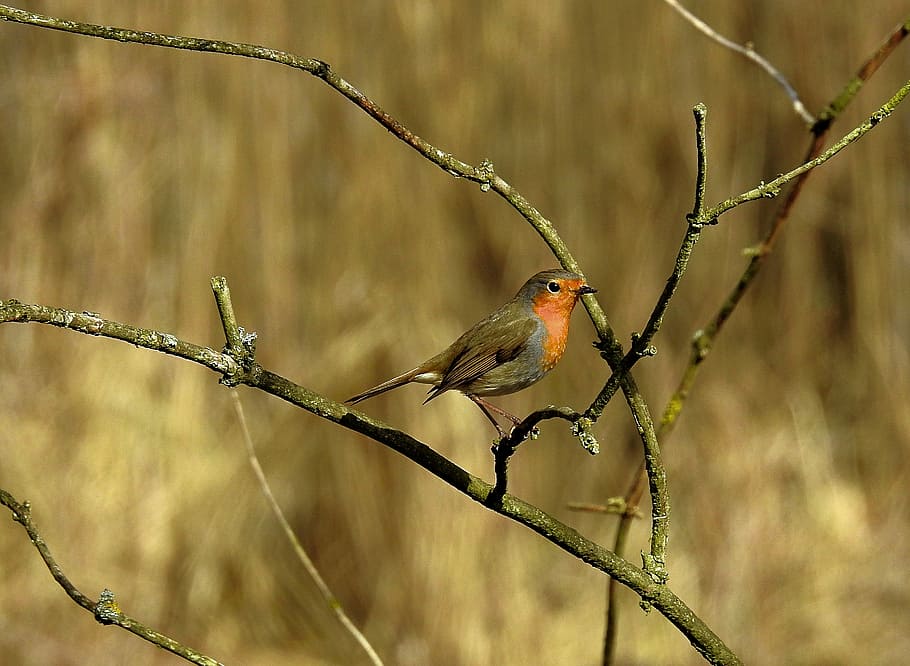 birds, nature, spring, vertebrate, animal wildlife, animals in the wild HD wallpaper
