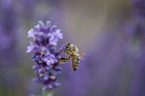 bee, insect, lavender, nature, apis, pollination, pollen, honey bee HD wallpaper