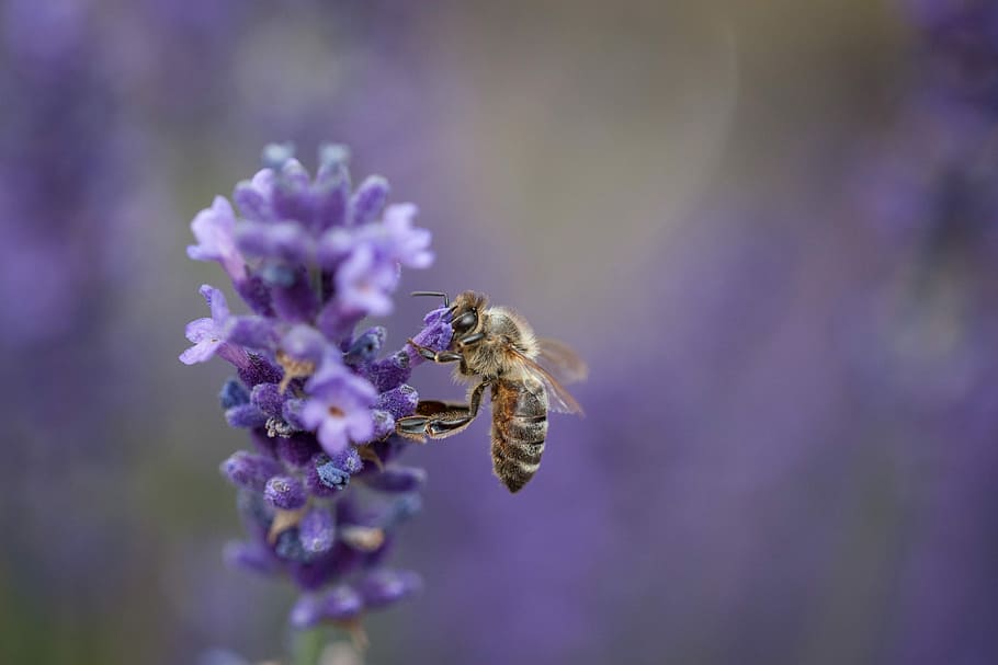 bee, insect, lavender, nature, apis, pollination, pollen, honey bee HD wallpaper