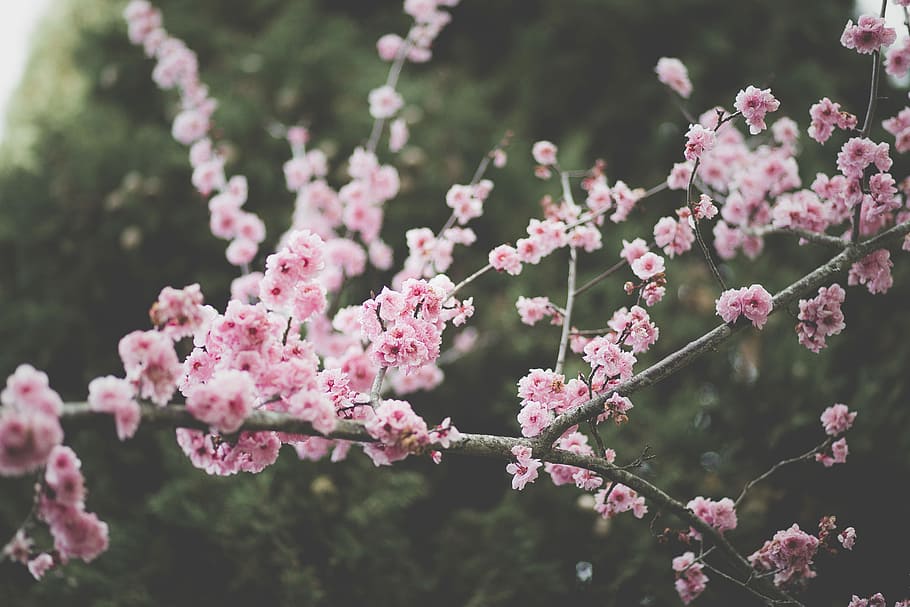 pink blossom trees, pink and white sakura tree, spring, branch HD wallpaper