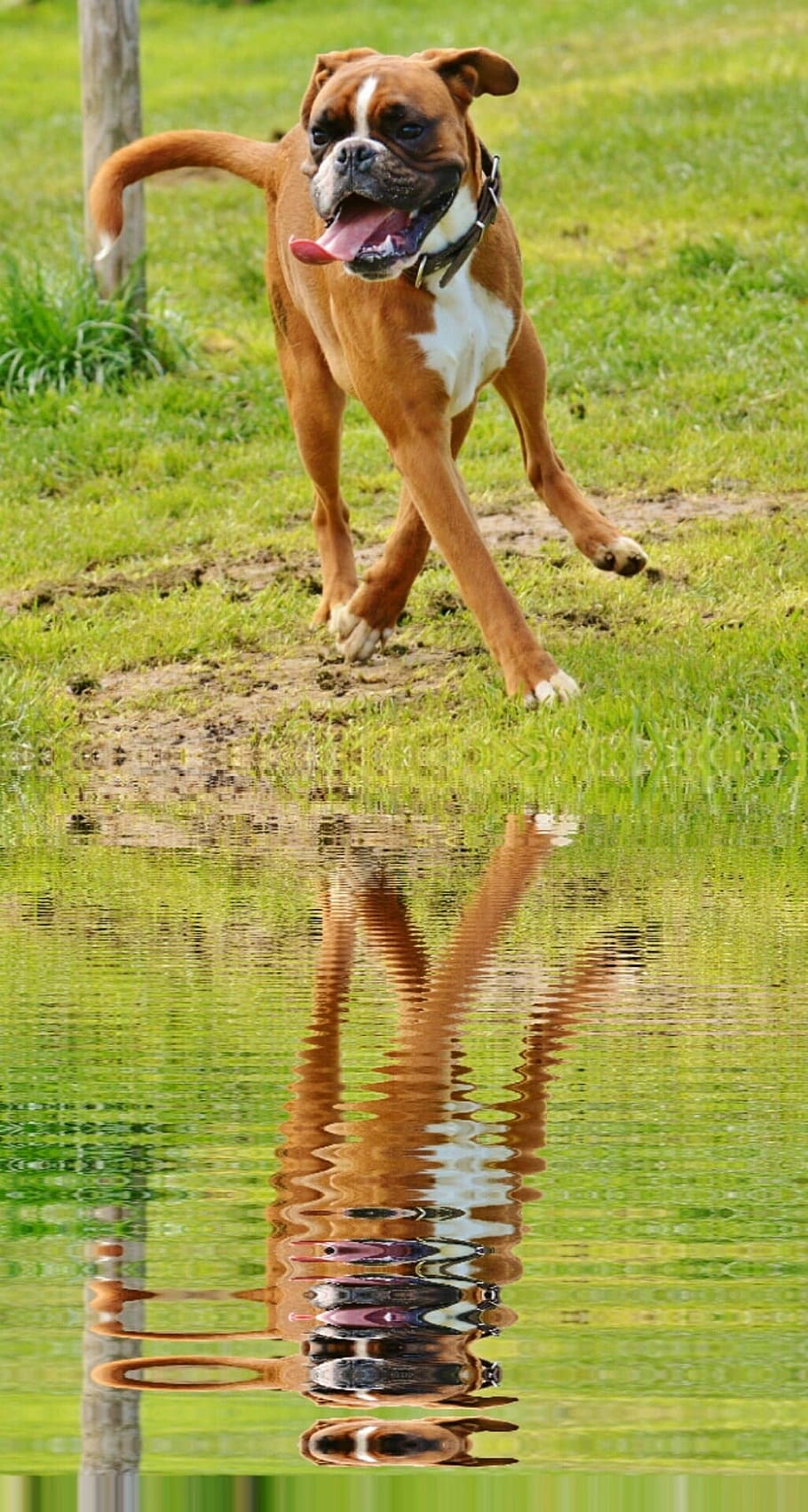 dog, boxer, water, mirroring, pets, animal, canine, outdoors HD wallpaper
