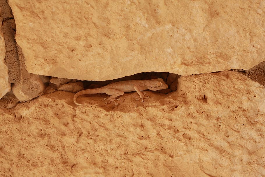 Lizard, Avdat, Israel, drrichmond, yellow, hide, reptile, brown HD wallpaper