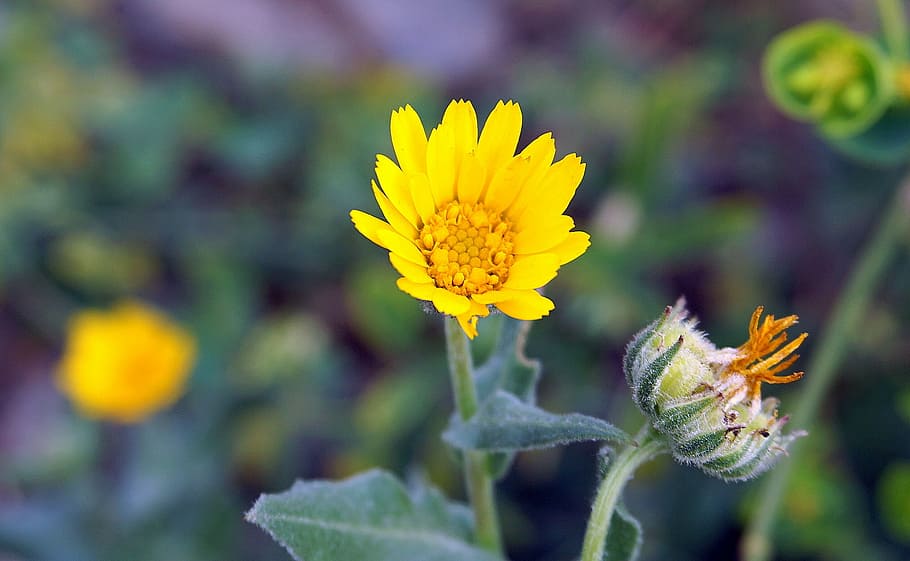 flower, yellow, small, spring, flowering, yellow flower, grown up HD wallpaper