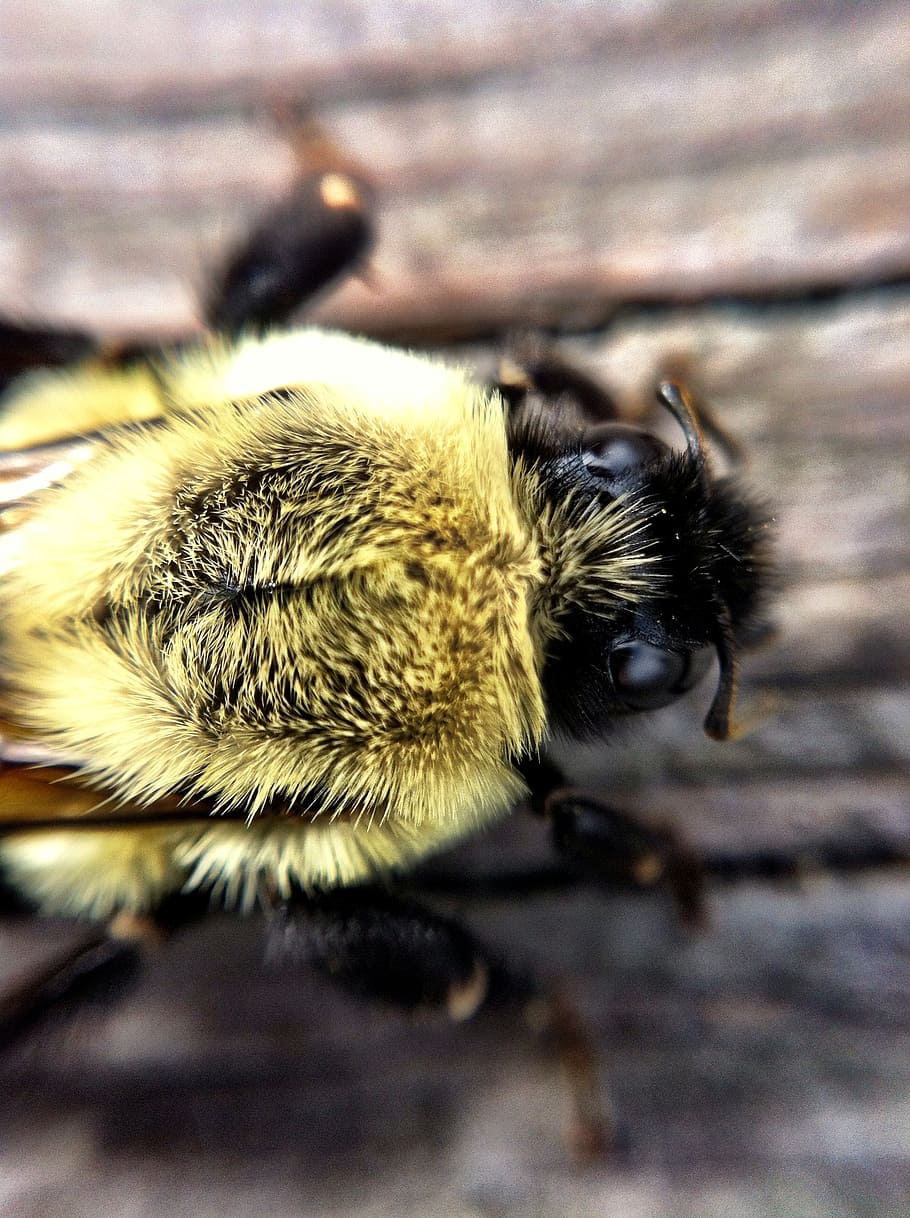 bee, wasp, macro, insect, nature, animal, one animal, animal themes HD wallpaper