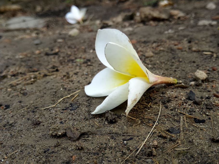 flower, image, fresh, natural, purity, garden, plant, nature HD wallpaper