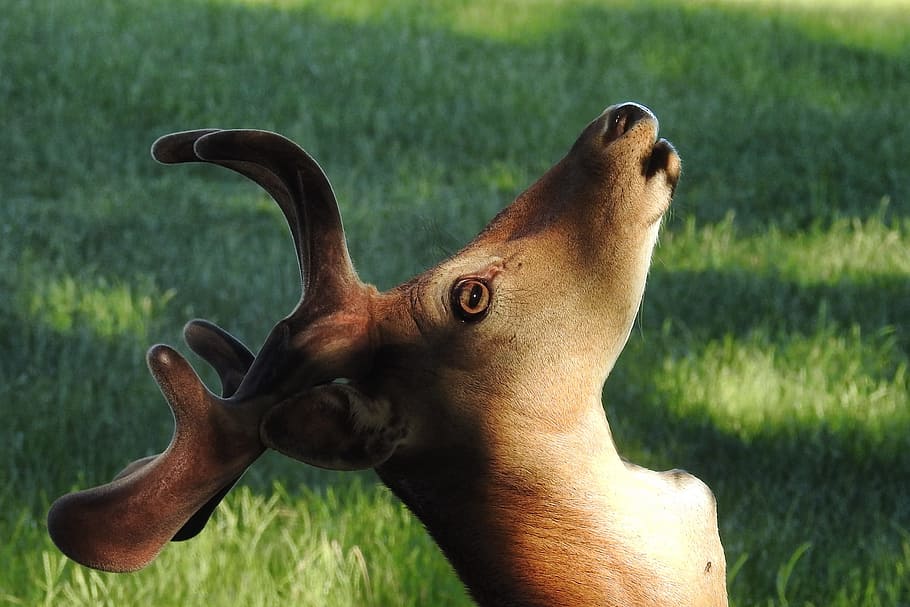 hirsch, antler, fallow deer, scheu, forest animal, wild, wildlife photography HD wallpaper