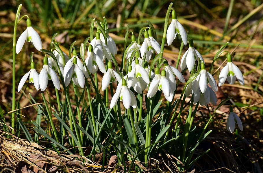 snowdrop, spring, white, blossom, bloom, tender, beautiful HD wallpaper