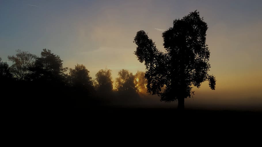 autumn, landscape, trees, silhouette, back light, gloomy, mysterious HD wallpaper
