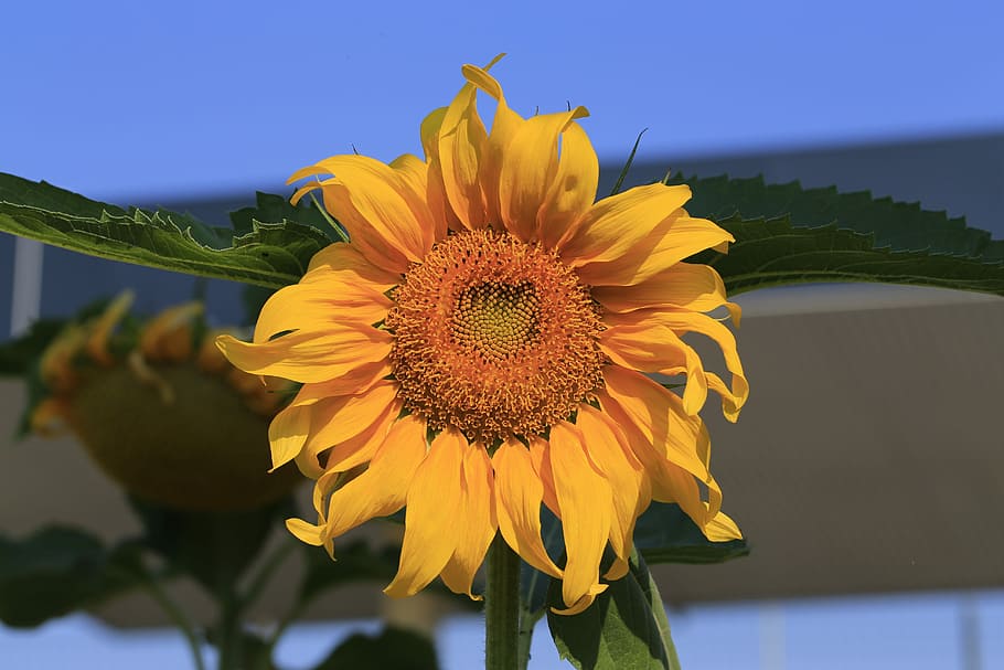 Sunflower, edit, petal, flower head, fragility, yellow, nature HD wallpaper